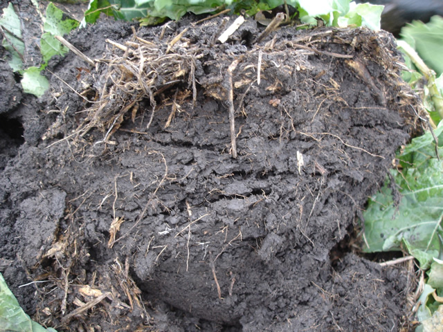 Same soil that has been conventionally cultivated for 50 years. Note the severe soil compaction to full tillage depth.