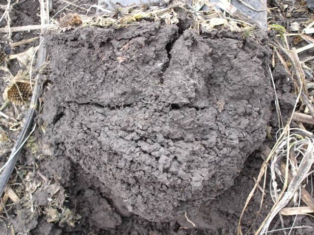 Same soil that has been conventionally cultivated for 40 years then minimum tillage for 9 years.  Note the compaction still in the top 75mm but deeper layers are recovering to good soil structure.