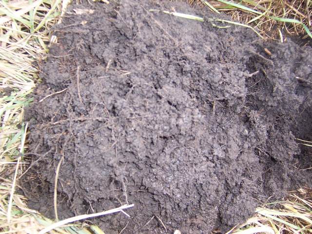 Soil that has been undisturbed for 50 years (Ukraine) Note the strong crumb structure, organic matter and pore spaces.