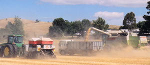 Williams Harvest